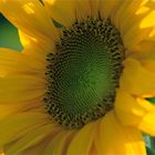 Sonnenblume 2