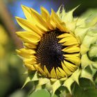 Sonnenblume 2