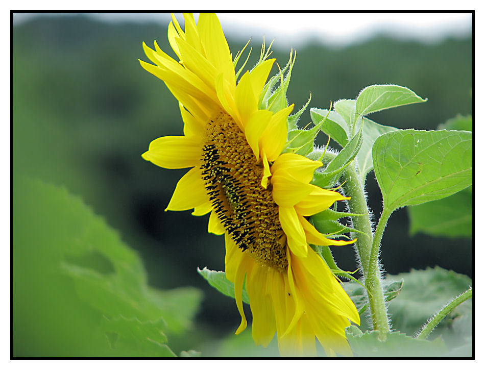 sonnenblume #2