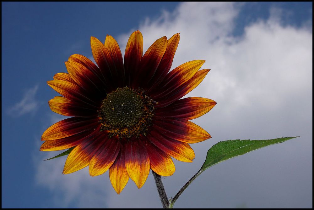 Sonnenblume 2