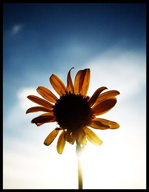 Sonnenblume (2)