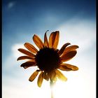 Sonnenblume (2)