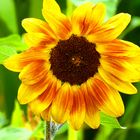 Sonnenblume 2