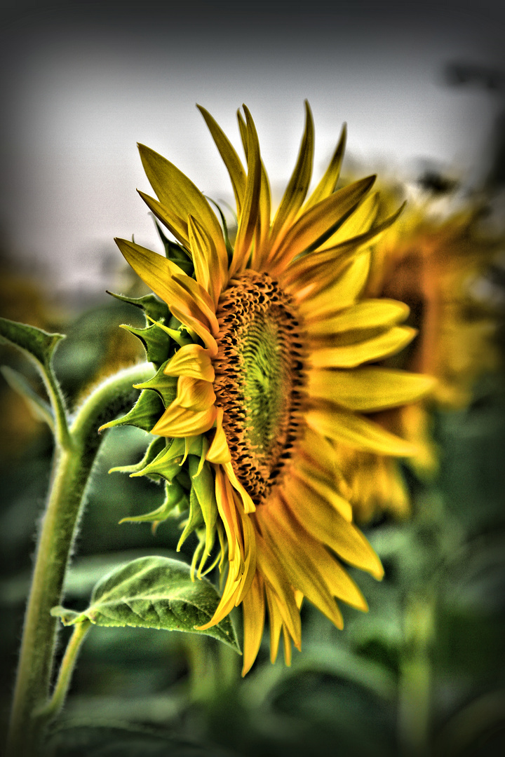 Sonnenblume 2