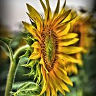 Sonnenblume 2