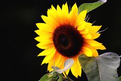 Sonnenblume 2