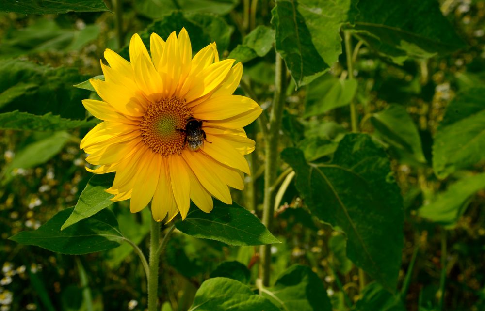 Sonnenblume 2