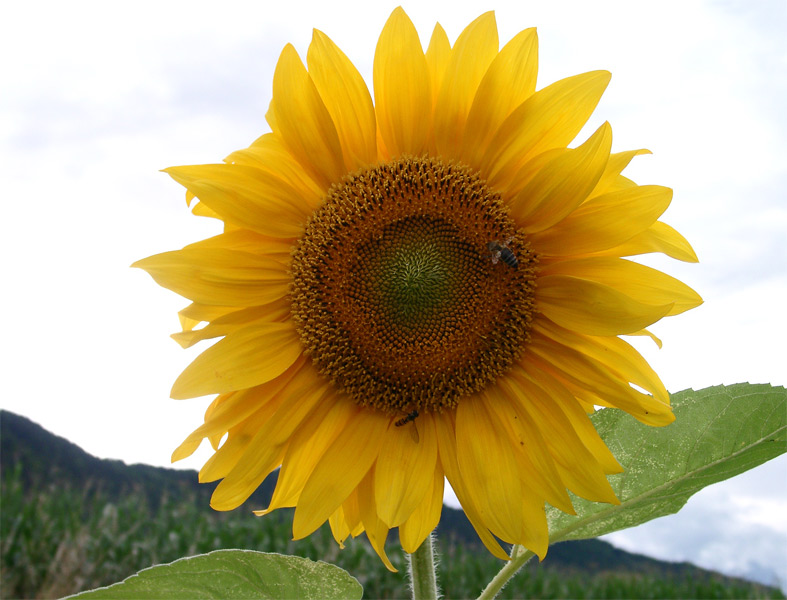 Sonnenblume 2