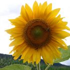 Sonnenblume 2