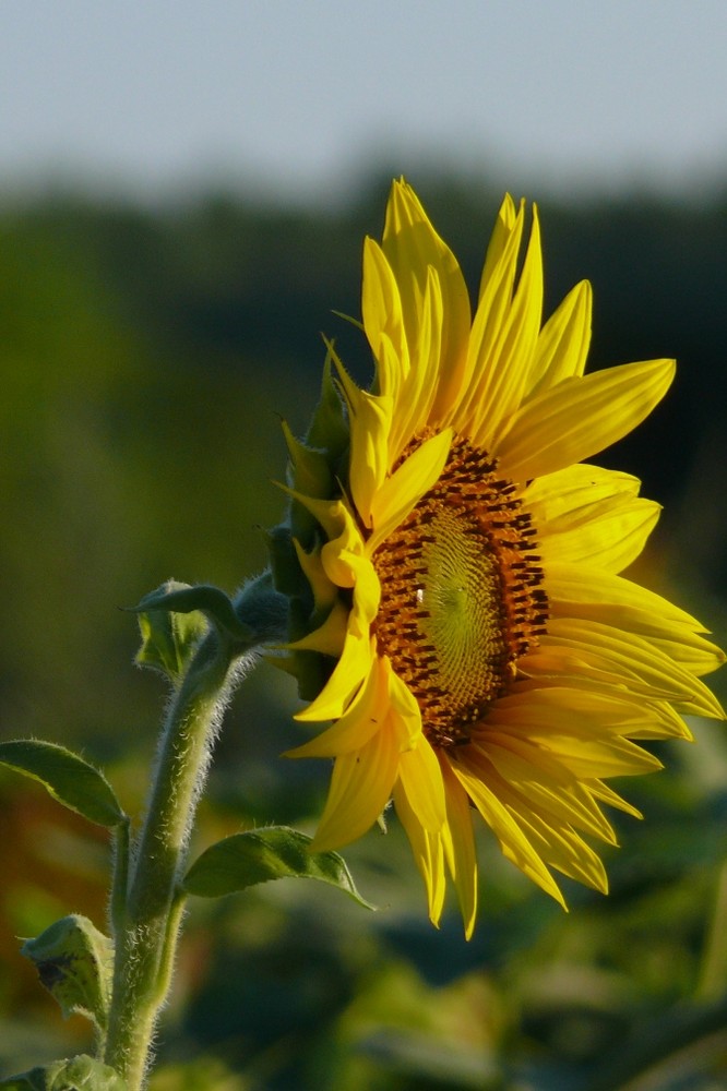 sonnenblume 2