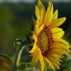 sonnenblume 2