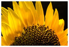 Sonnenblume (2)