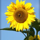 Sonnenblume