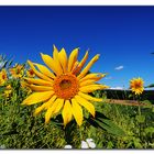 Sonnenblume 2012