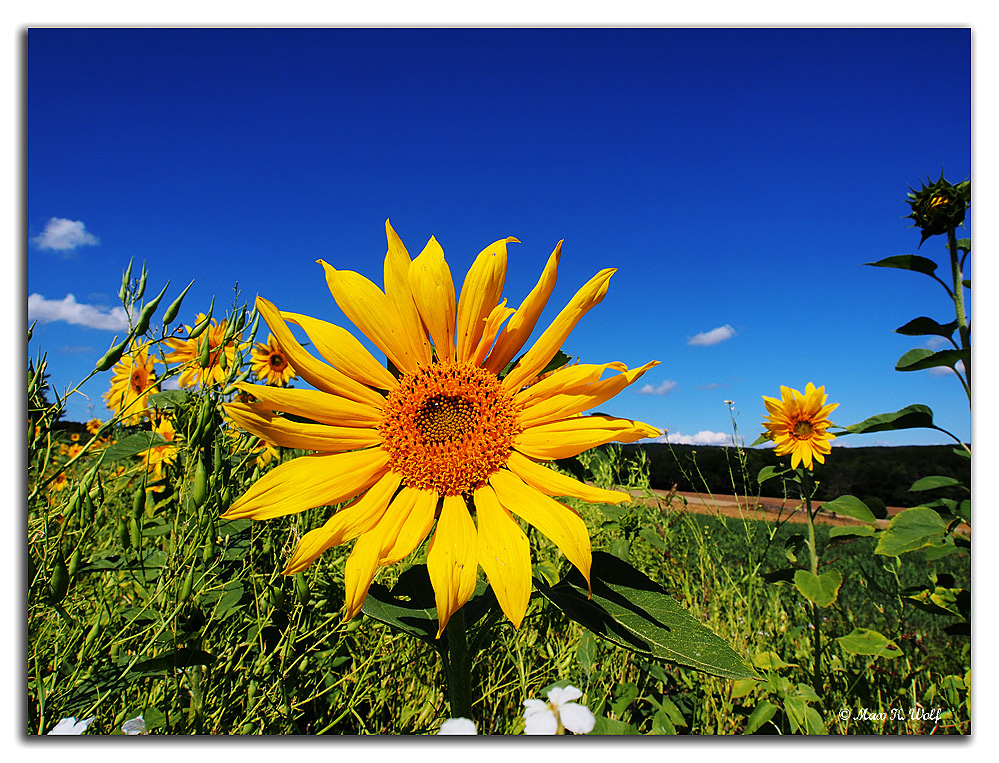 Sonnenblume 2012