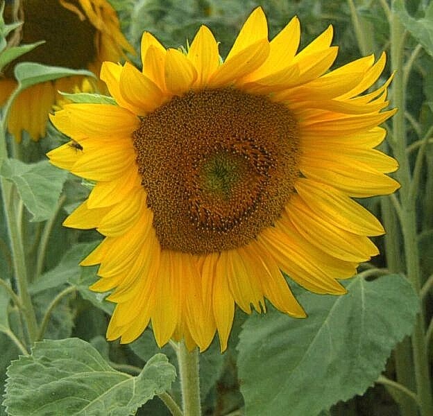 Sonnenblume