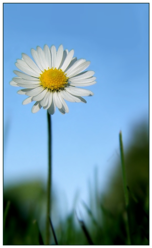 Sonnenblume ;-)