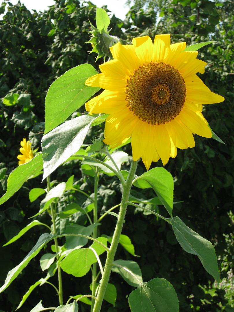 Sonnenblume, 21.08.2021