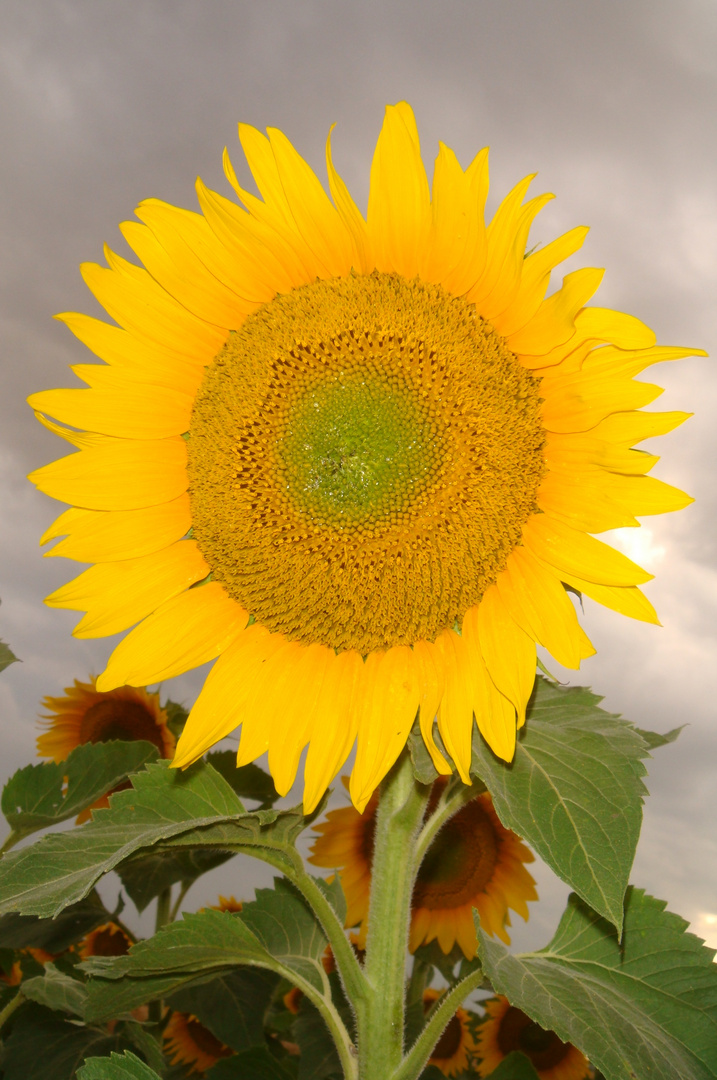 Sonnenblume