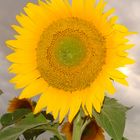 Sonnenblume