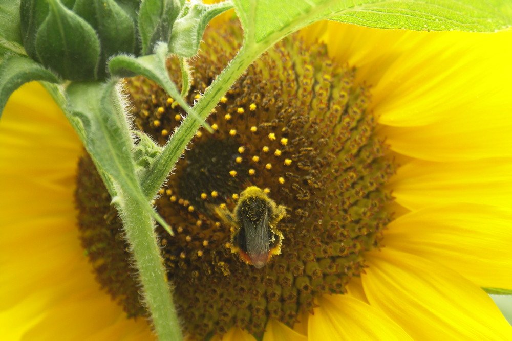 Sonnenblume