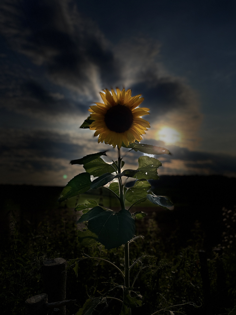 Sonnenblume