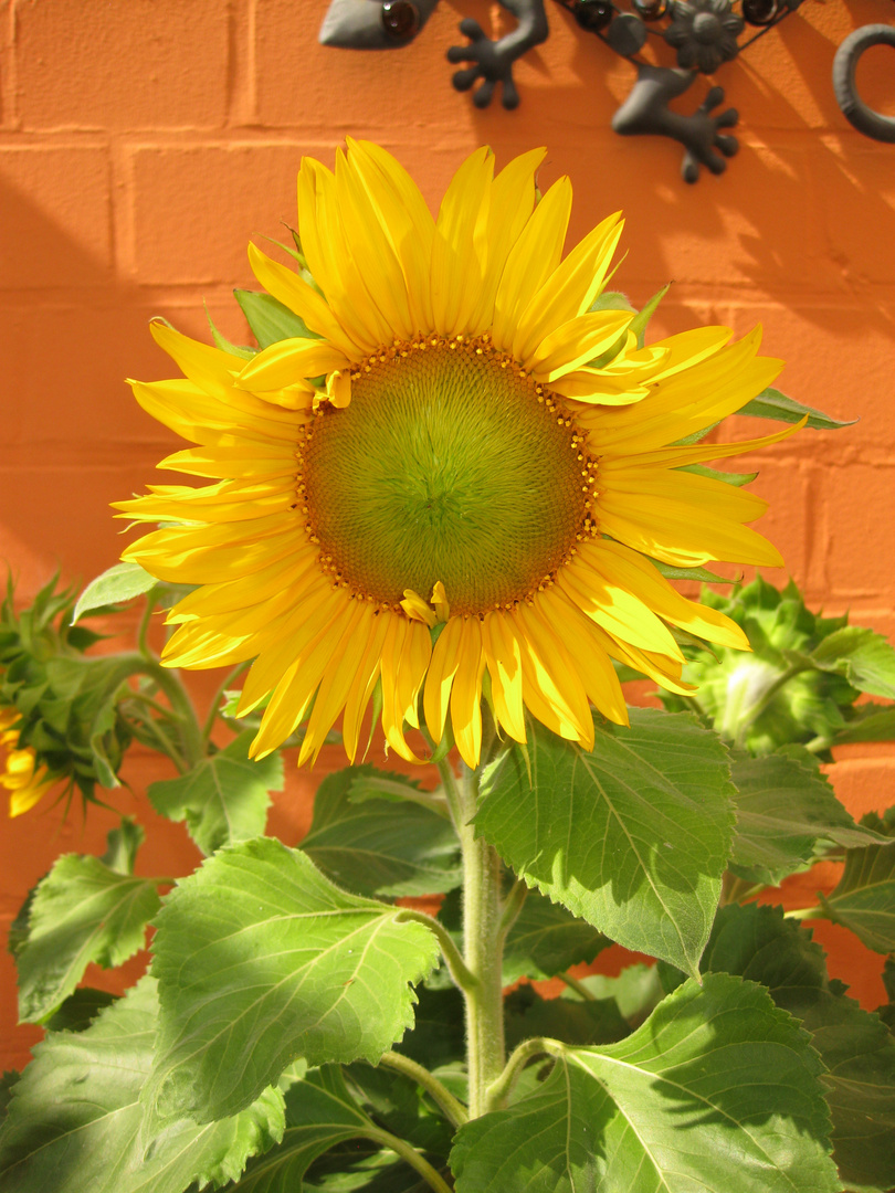 Sonnenblume, 23.07.2021