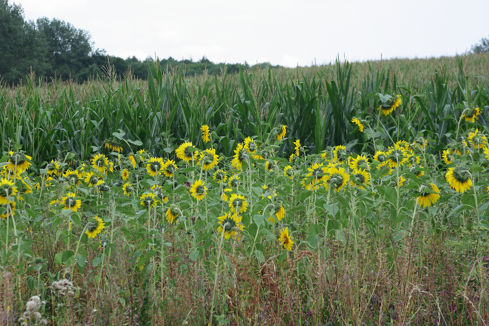 Sonnenblume