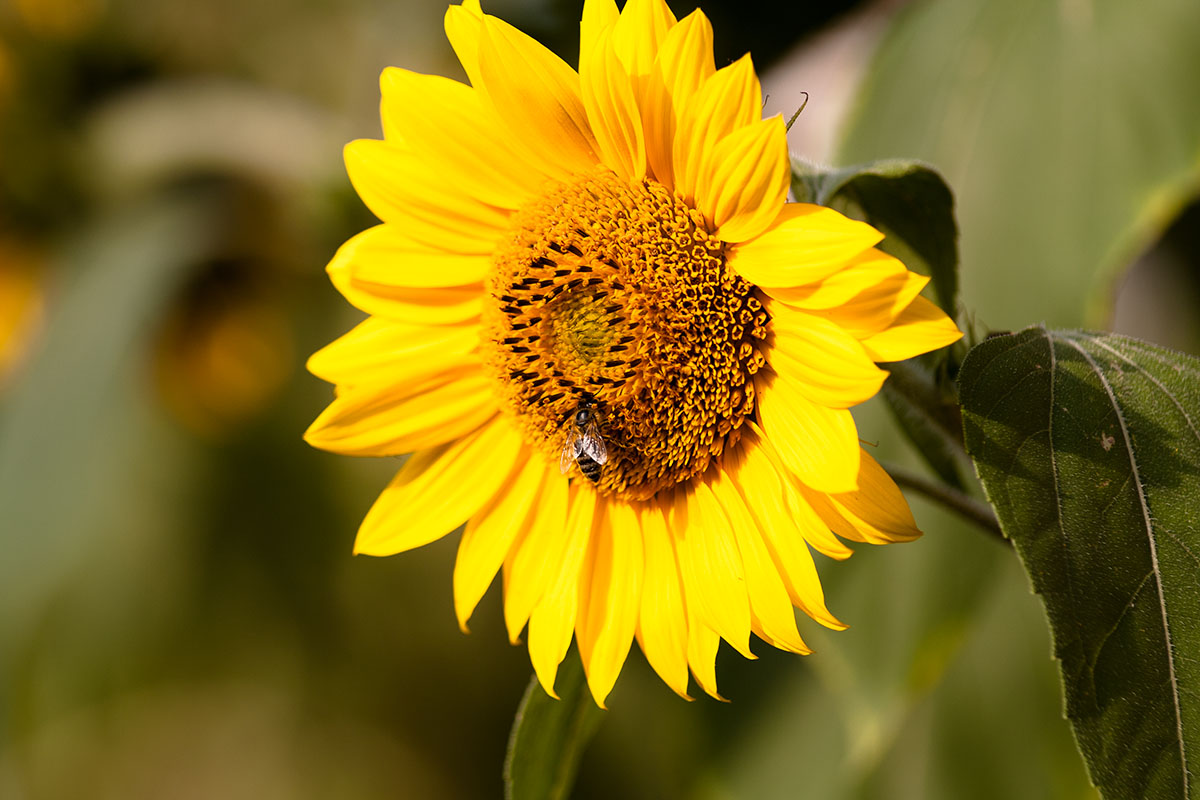 Sonnenblume