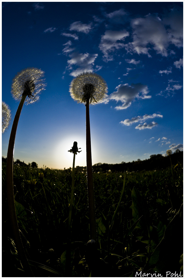 Sonnenblume