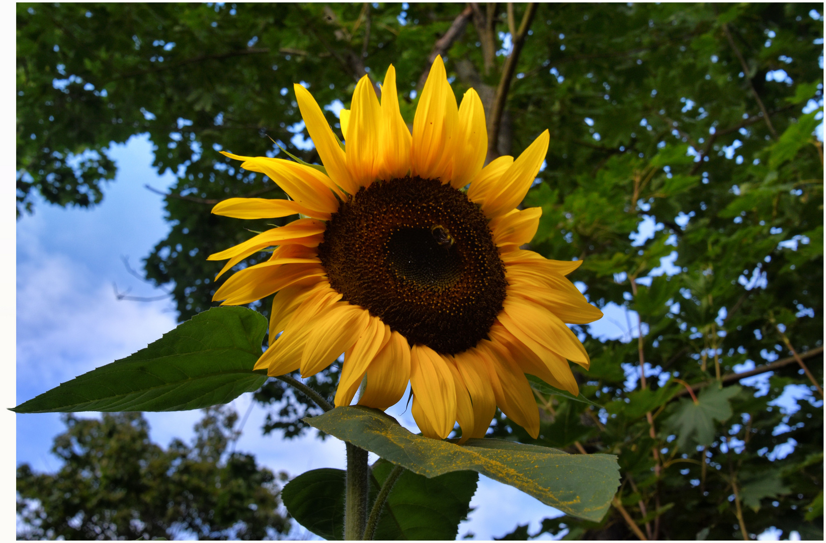 Sonnenblume