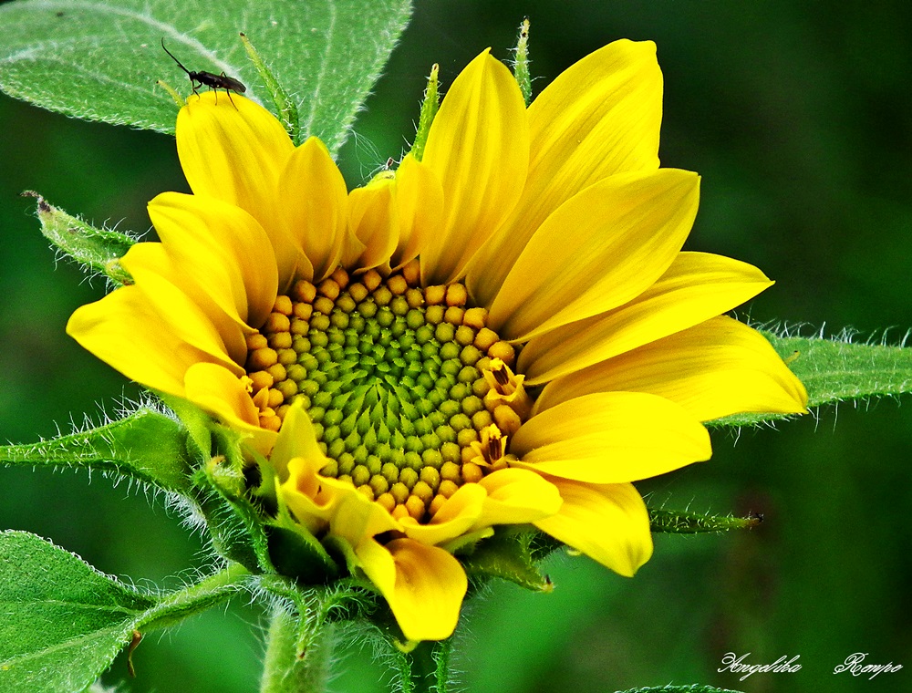 Sonnenblume