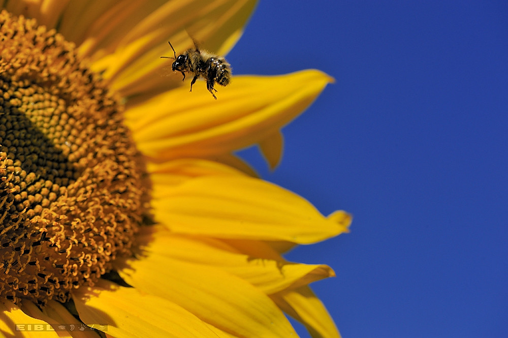 Sonnenblume