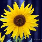 Sonnenblume