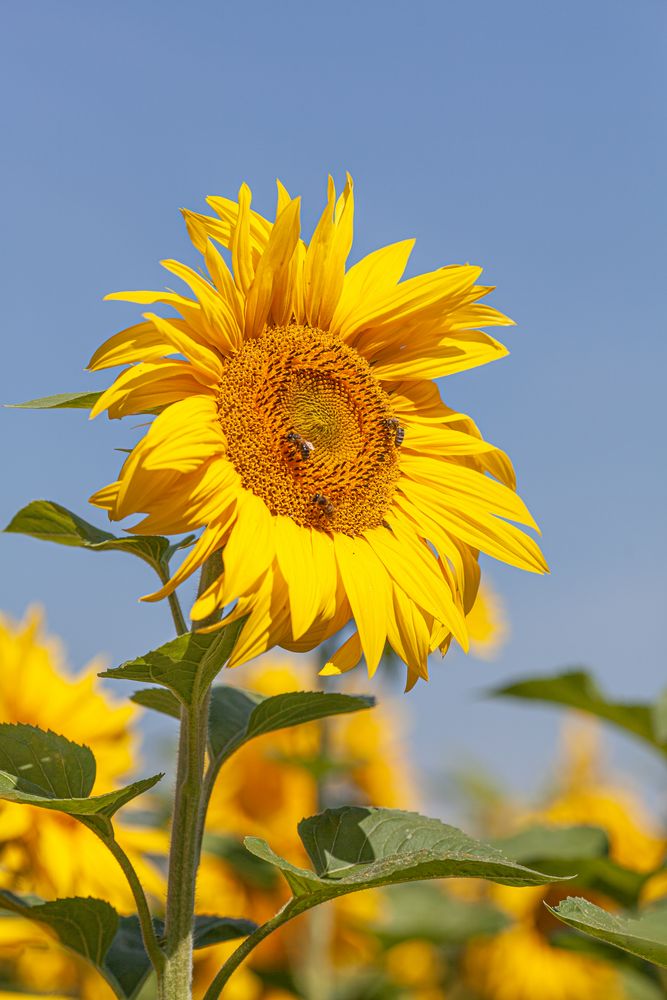 Sonnenblume Foto & Bild | jahreszeiten, sommer, gelb Bilder auf