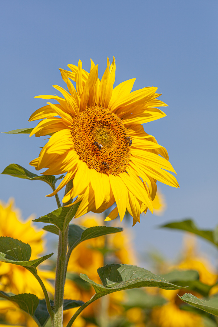 Sonnenblume Foto & Bild jahreszeiten, sommer, gelb Bilder auf