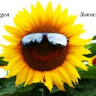 Sonnenblume