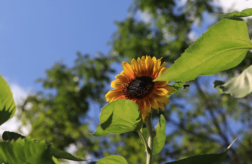 Sonnenblume