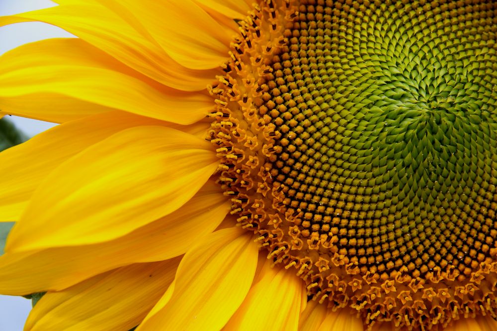 Sonnenblume Foto & Bild | natur, pflanzen, sonnenblumen Bilder auf