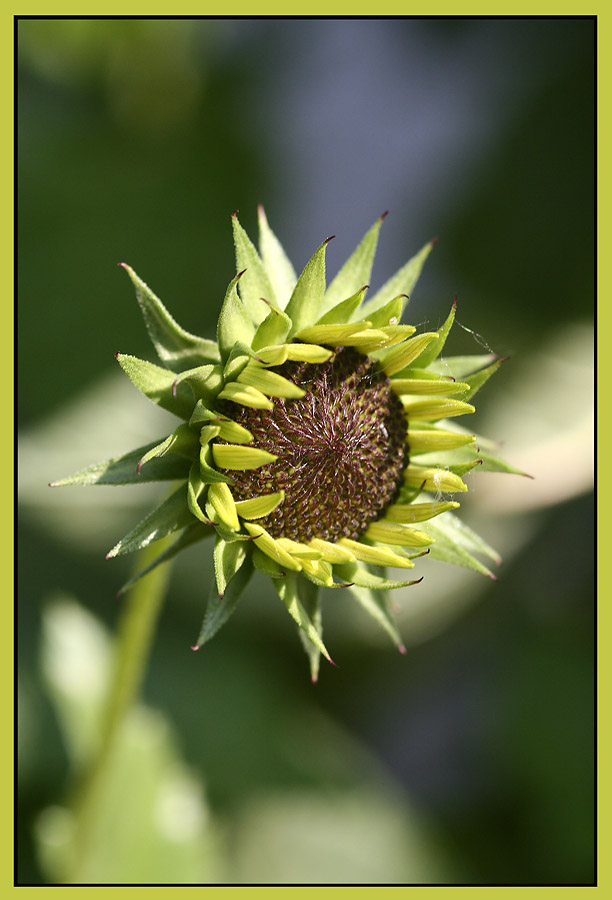 Sonnenblume