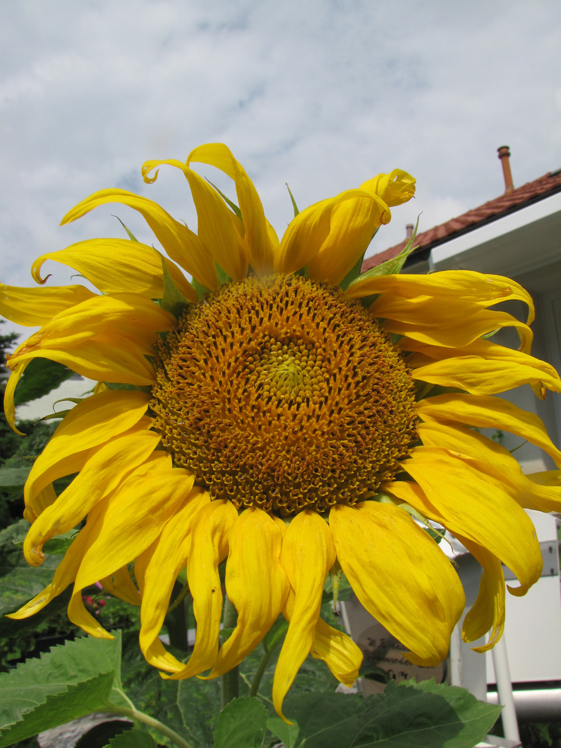 Sonnenblume