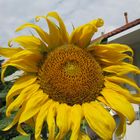 Sonnenblume