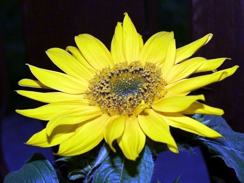 Sonnenblume