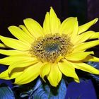 Sonnenblume