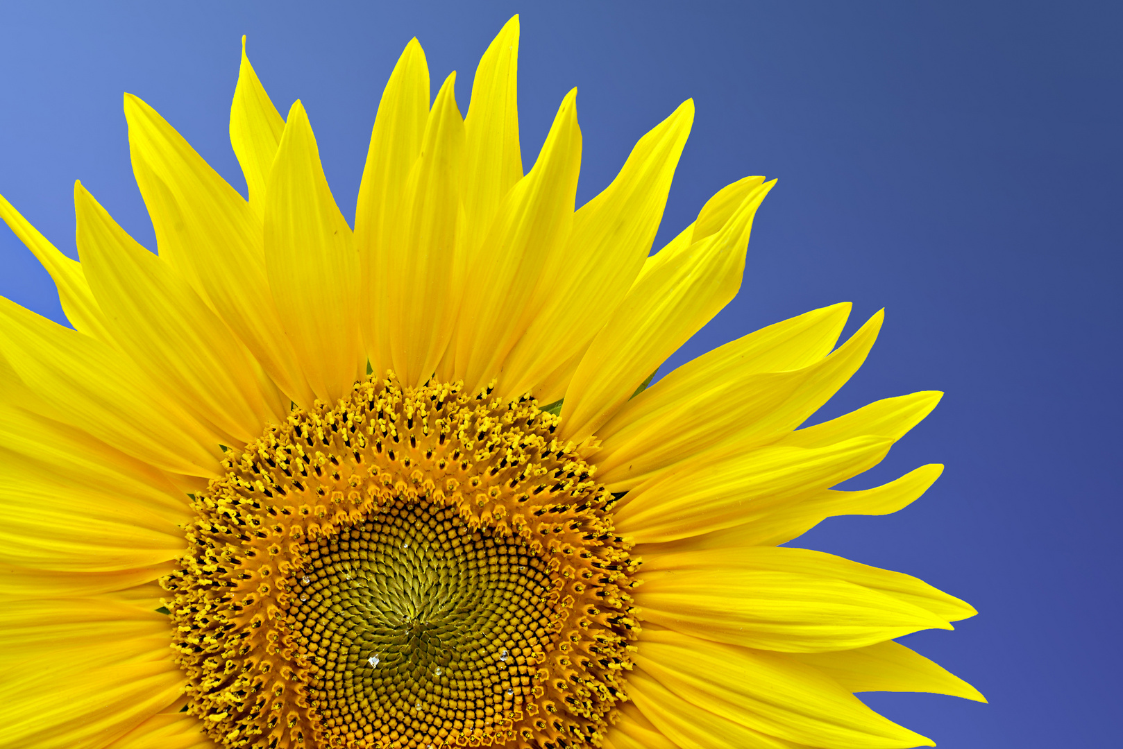 Sonnenblume Foto & Bild | sommer, blau, sonne Bilder auf fotocommunity