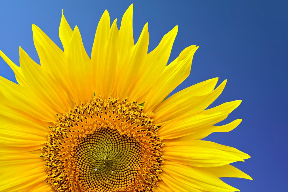 Sonnenblume Foto & Bild | sommer, blau, sonne Bilder auf fotocommunity