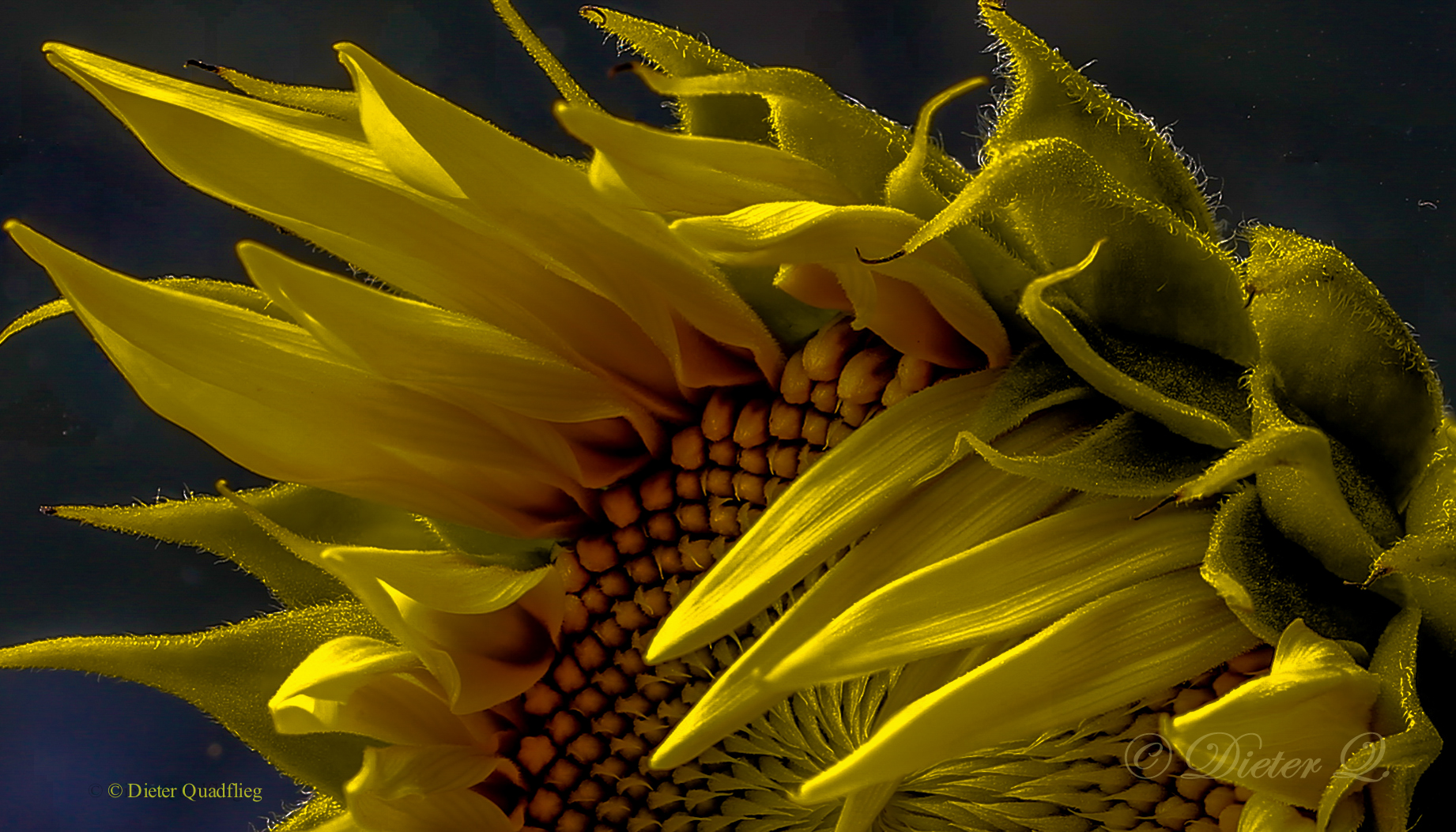 Sonnenblume