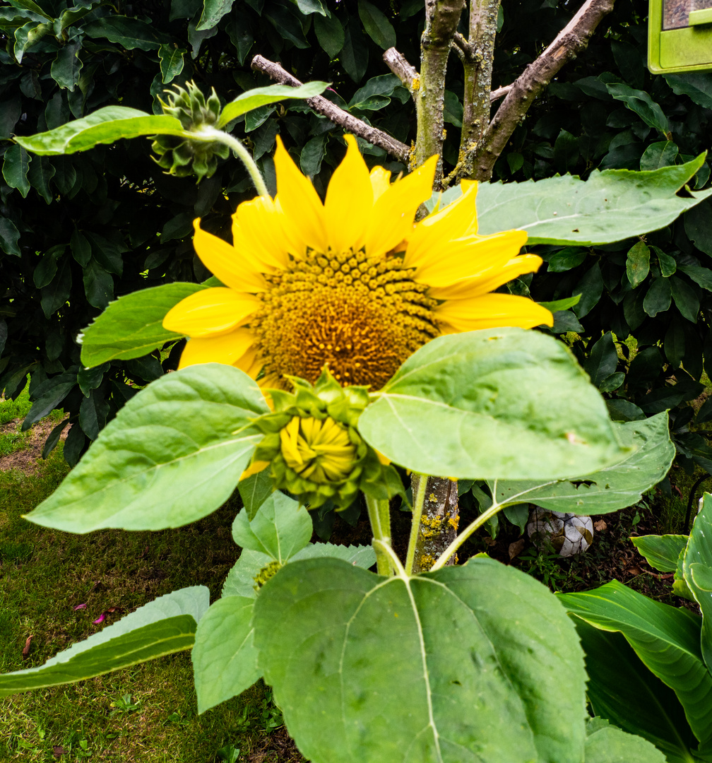 Sonnenblume 