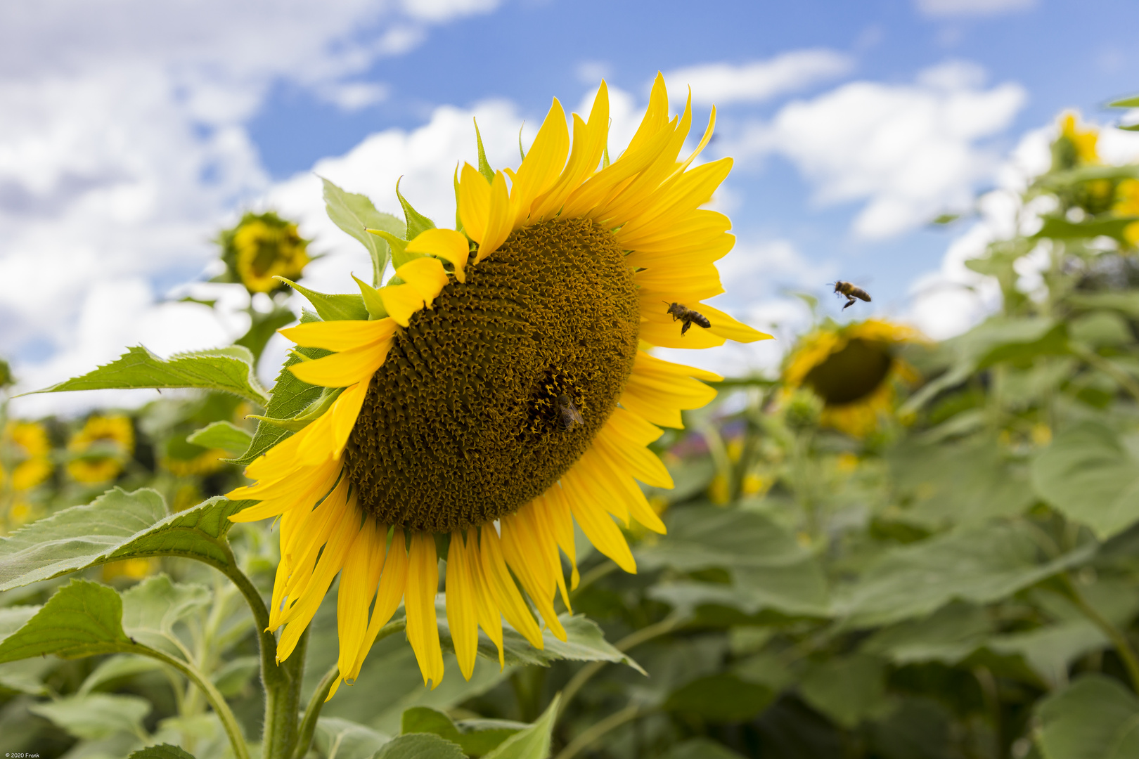 Sonnenblume