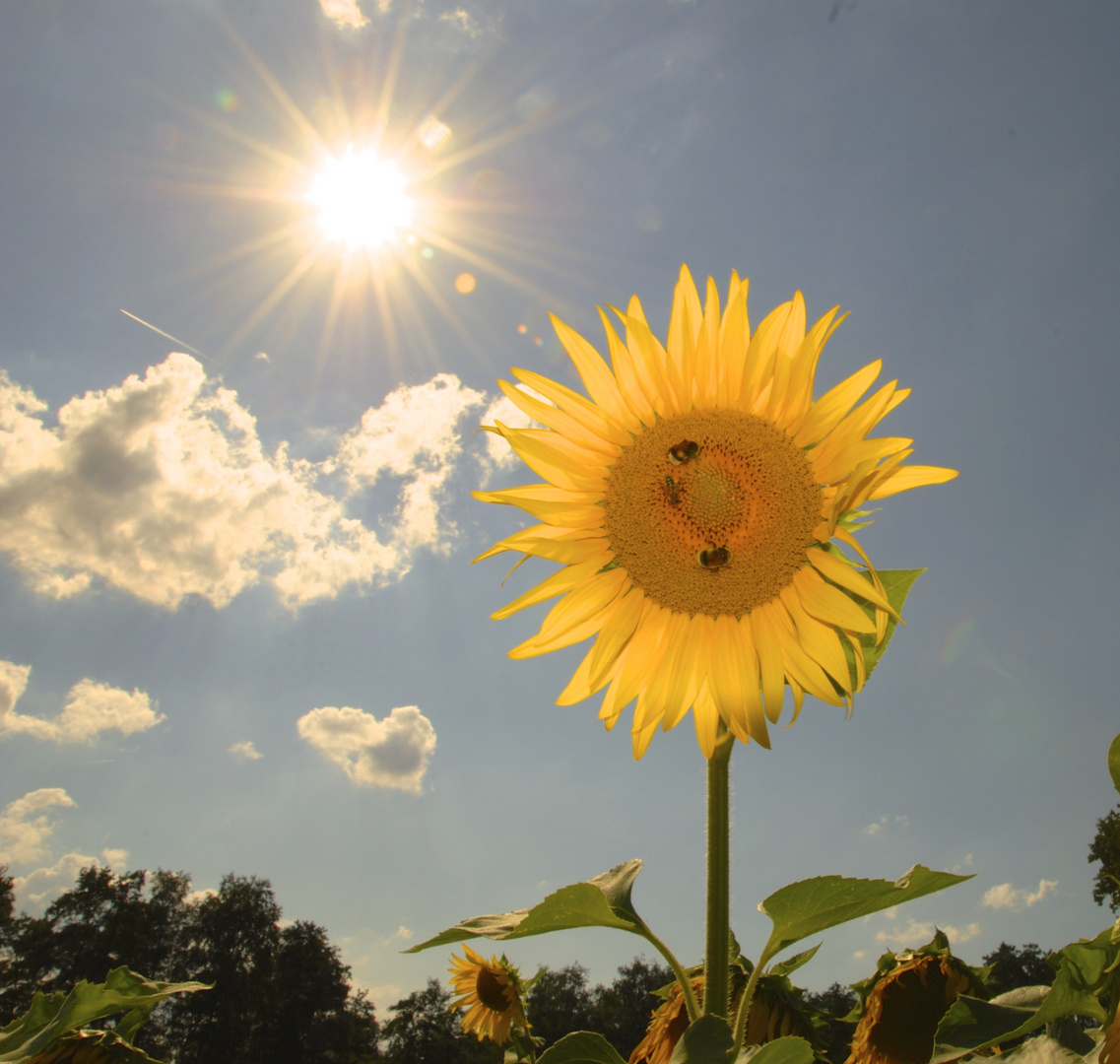 Sonnenblume